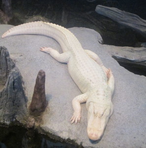 Claude the albino alligator