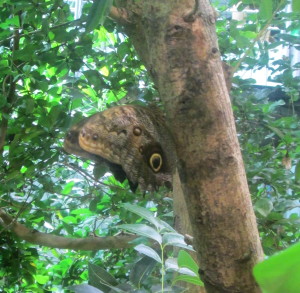 Inside the rainforest dome