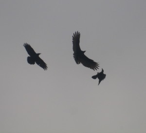Condor or buzzard?  For our purposes we'll call it a condor.