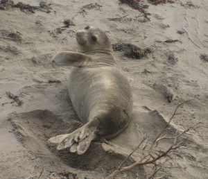 This seal winked at me.