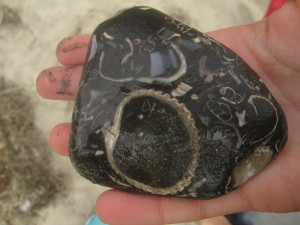Zoe's fossil rock