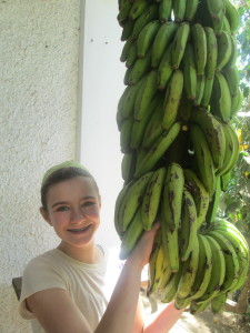 Fresh bananas for the taking!