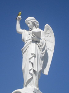 Granada cemetery (that's a real bird!)