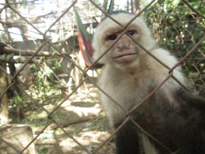 Monkey at La Mariposa.  He grabs us when we walk by if we're not careful.