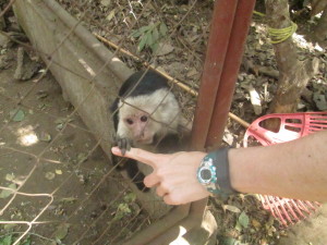 This monkey really wants to bite my finger off.