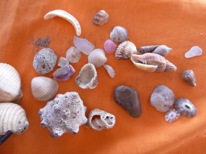 Some of the shells we found at the beach.