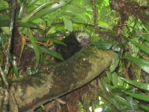 It's a porcupine, but it looks fuzzy.