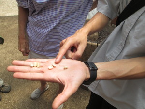 Three grades of coffee beans: second grade, first grade, and peaberry