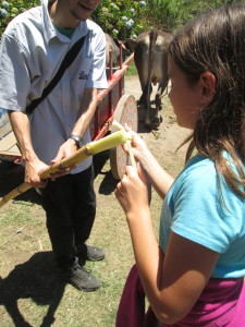 Nadia snaps off the sweet insides of a cane that has been peeled.