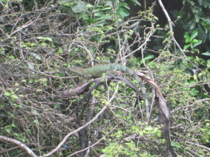 Also, our apartment has iguanas in the yard.