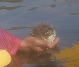 Puffer fish!  It looked exactly like the bath toy Lanie used to have.