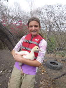 A two-week-old goose