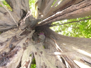 The strangler fig is empty because the tree it grew around died and rotted away.  This left space for Zoe to climb in.