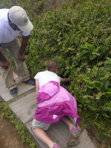 Mombacho is an active volcano.  Zoe sticks her hand in a steam vent., just to check.