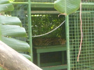 The beautiful ocelot was set to get a bigger cage soon.  It could not be returned to the wild.