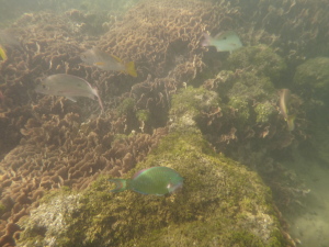 We saw many more fish than we expected to see.