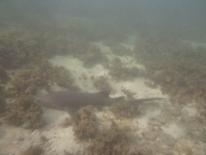 This shark was resting on the bottom.