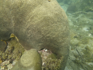 Cool coral.  Our guide pointed out an octopus tentacle hanging out of the crack at the bottom.