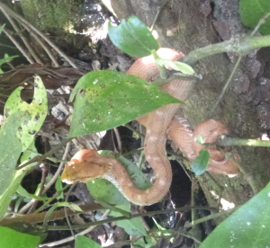 Snake eating a lizard!  Kind of hard to see but theres a tail sticking out of his mouth.