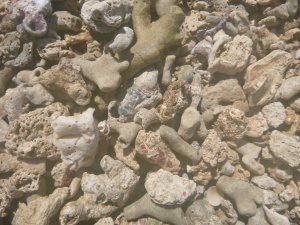 The coral and shell beach at Punta Cahuita