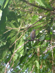 We got pretty close to the Night Heron.