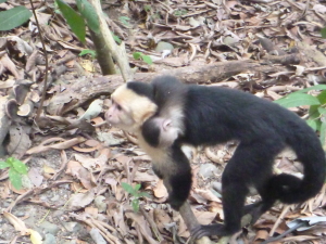 Mama capuchin with very new baby