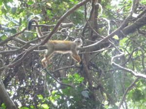 Squirrel monkey