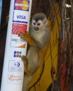 The "rare" and "elusive" squirrel monkey