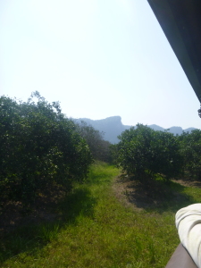 Adventure hides in the hills around the orange grove.