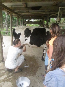 Avril gives an old-fashioned milking demonstration.  She usually uses a milking machine.