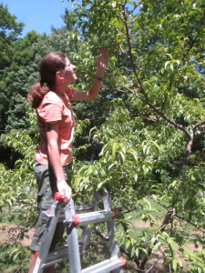 Thinning the peach tree.