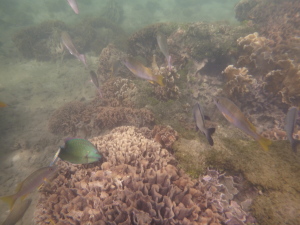 Actual picture from our snorkeling trip in Cahuita, taken on our Panasonic Lumix underwater camera.