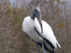 Not-shy pelican
