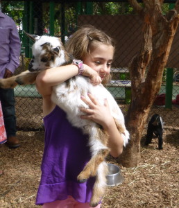 Baby goats at the petting zoo