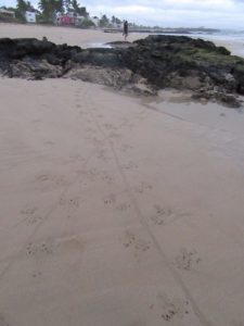 Marine iguana tracks