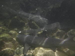 Sleepy sharks waiting for a sea lion to come nibble them