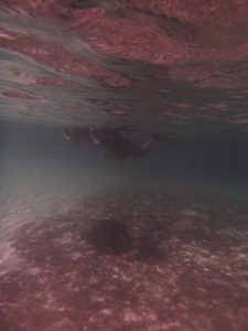 One of us swimming above a sea turtle