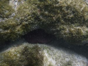 An octopus hiding under a rock