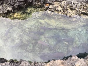 Another shark tunnel, seen from above