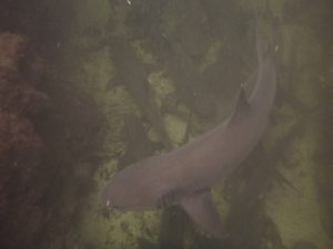 Snorkeling above the sharks